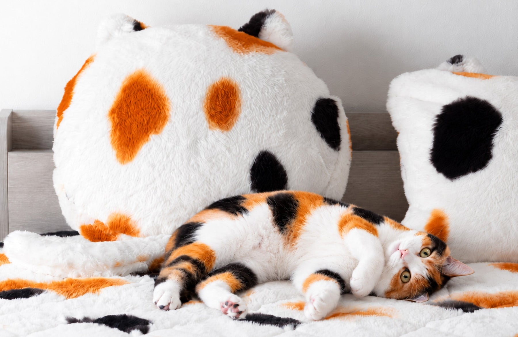 『もはや、ねこ。』に“三毛猫”登場