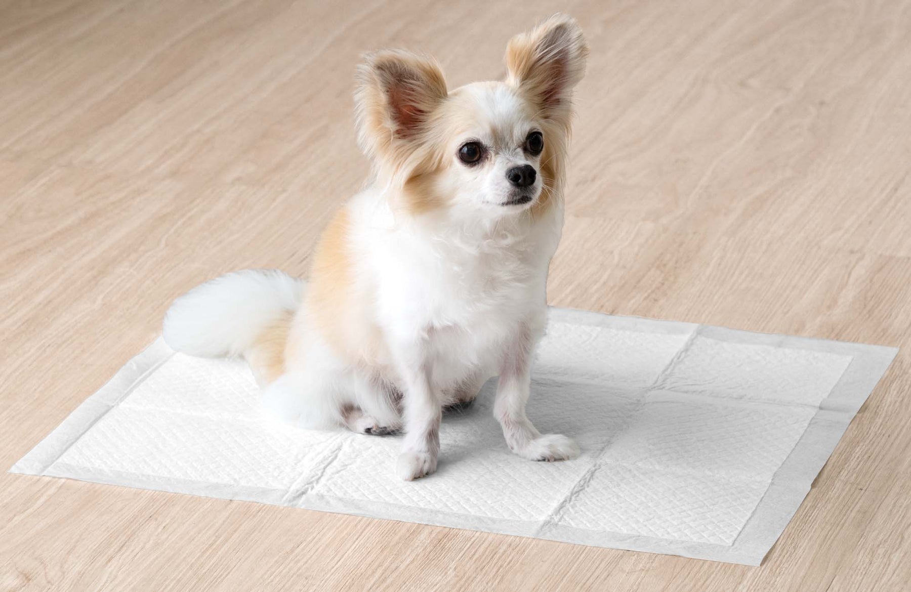 表面抗菌加工のペットシーツが登場