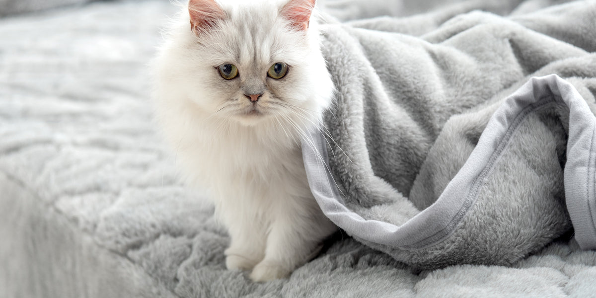 猫の体温まで再現した毛布『もはや、ねこ。』発売 — 【公式】タンスの