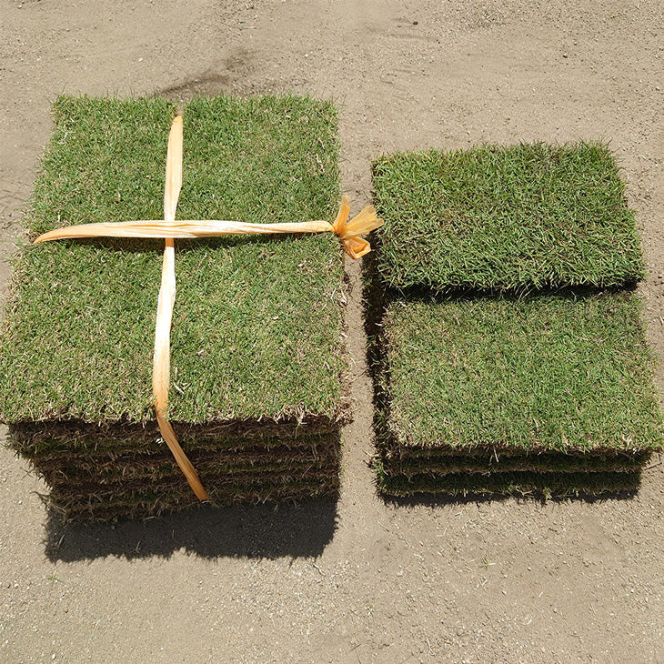 産地直送 高麗芝 or 姫高麗芝 天然芝 1.5平米 日本製 DIY 国産