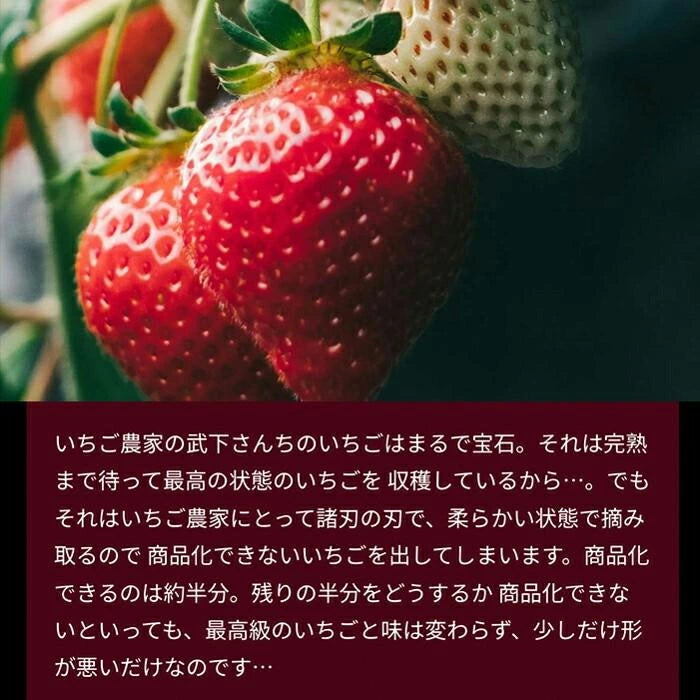 武下さんちの“完熟” あまおうジェラート 究極いちご含有率56％ 6個 ギフト いちご 福岡県 大川 アイスクリーム シャーベット カップアイス 詰め合わせ 無着色〔89600008〕