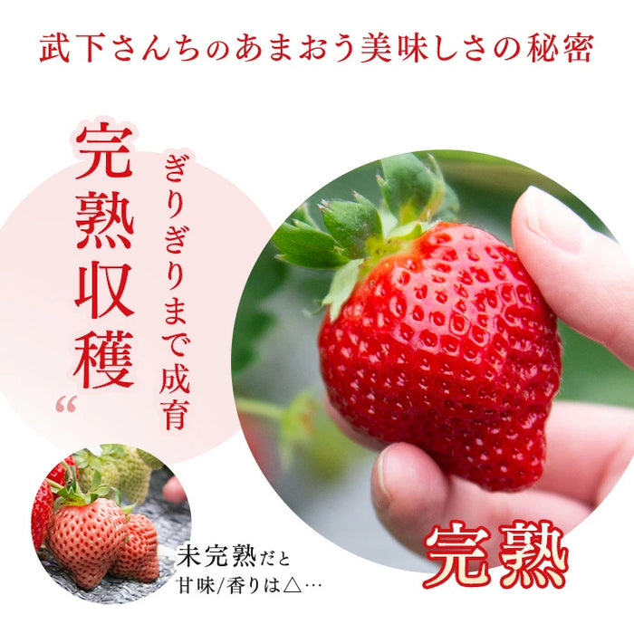 ［6個セット］武下さんちの“完熟” あまおうミルクジェラート 究極いちご含有率50％ ギフト いちご 福岡県 アイスクリーム シャーベット カップアイス ギフトセット 無着色〔8960001500〕