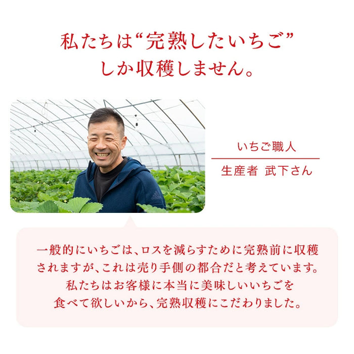 大容量 2L 武下さんちの“完熟” あまおうジェラート 究極いちご含有率56％ 福岡県 大川 アイスクリーム シャーベット パーティー バーベキュー イチゴ スイーツ ファミリー 無着色〔89600016〕