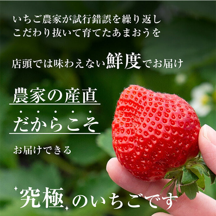 ［内容量 450g］武下さんちの“超完熟”あまおう ギフトBOX  大粒 3L 品質保証 日本産 お歳暮〔8960002301〕