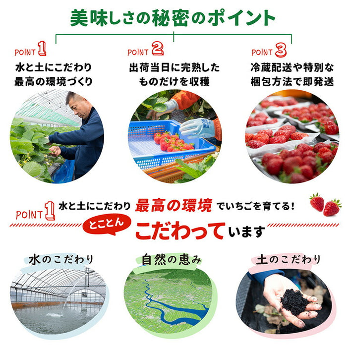 ［内容量 450g］武下さんちの“超完熟”あまおう ギフトBOX  大粒 3L 品質保証 日本産 お歳暮〔8960002301〕