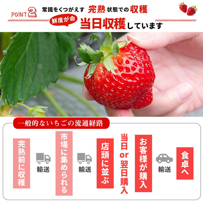 ［内容量 450g］武下さんちの“超完熟”あまおう ギフトBOX  大粒 3L 品質保証 日本産 お歳暮〔8960002301〕