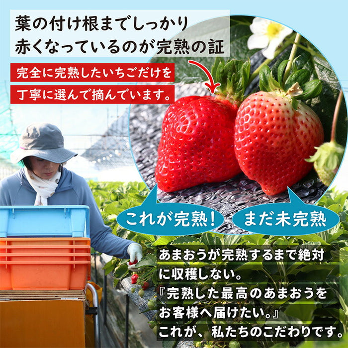 ［内容量 450g］武下さんちの“超完熟”あまおう ギフトBOX  大粒 3L 品質保証 日本産 お歳暮〔8960002301〕