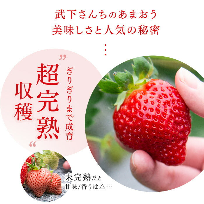 内容量 900g］武下さんちの“超完熟”あまおう ギフトBOX 大粒 3L 品質