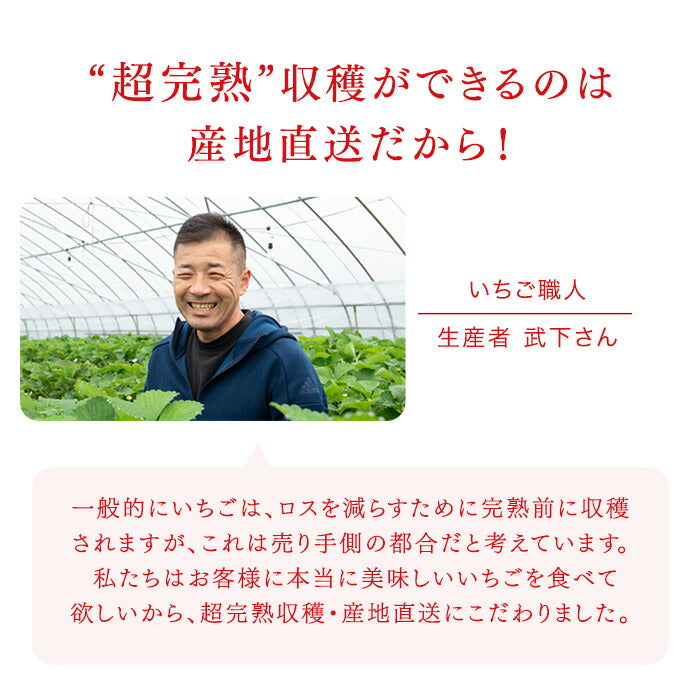 内容量 900g］武下さんちの“超完熟”あまおう ギフトBOX 大粒 3L 品質