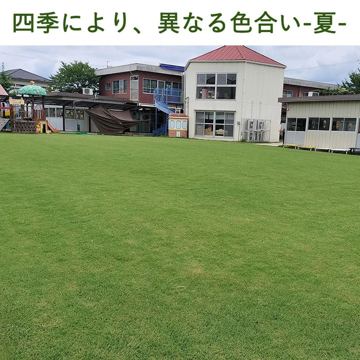 産地直送 高麗芝 or 姫高麗芝 天然芝 1.5平米 日本製 DIY 国産